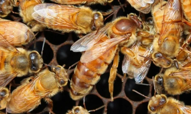 Продаются бджоломатки породы ligustica из Италии - фото № 1