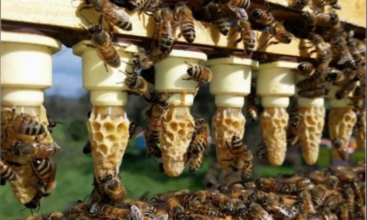 Продаются бджоломатки породы ligustica из Италии - фото № 3