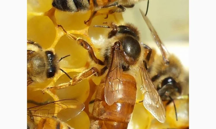 Продаются бджоломатки породы ligustica из Италии - фото № 4