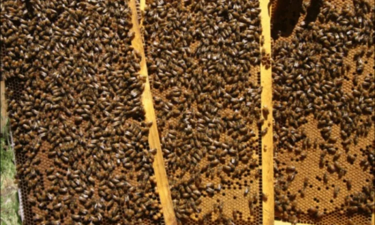 Продаются бджоломатки породы ligustica из Италии - фото № 6