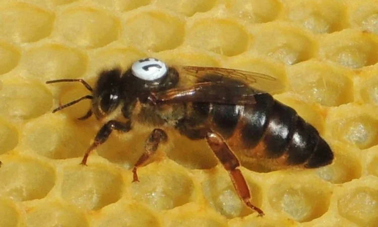 Apis mellifera carnica - фото № 1