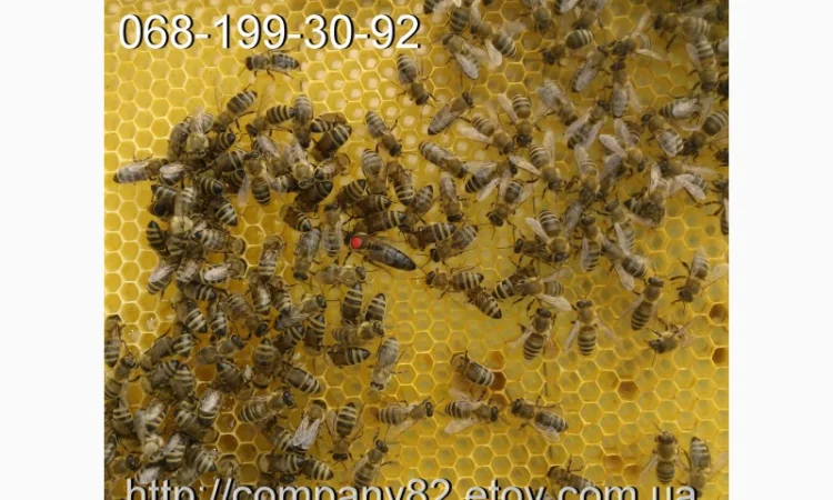 Молодые плодные матки пчел Карпатки (меченые) на продажу - фото № 1