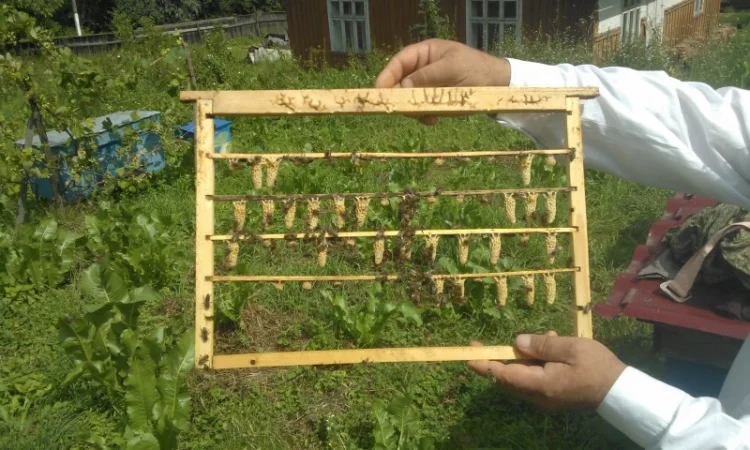 Молодые плодные матки пчел Карпатки (меченые) на продажу - фото № 2