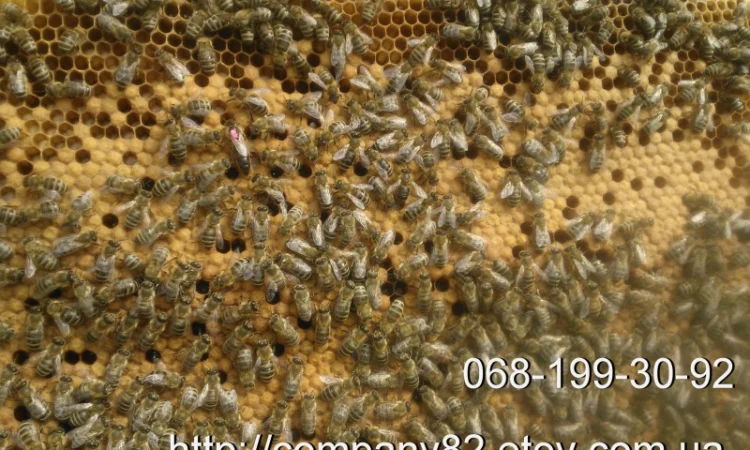 Молодые плодные матки пчел Карпатки (меченые) на продажу - фото № 3