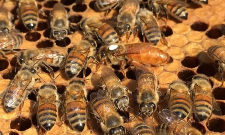 Продам маток Лигустика - фото № 1