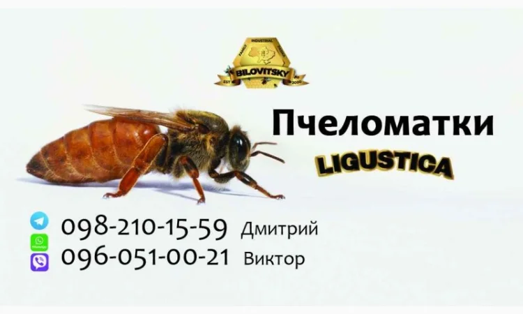 Пчеломатки Лигустика - фото № 1