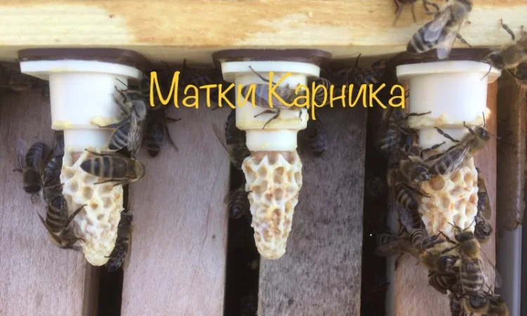 Продам Карнику - фото № 1