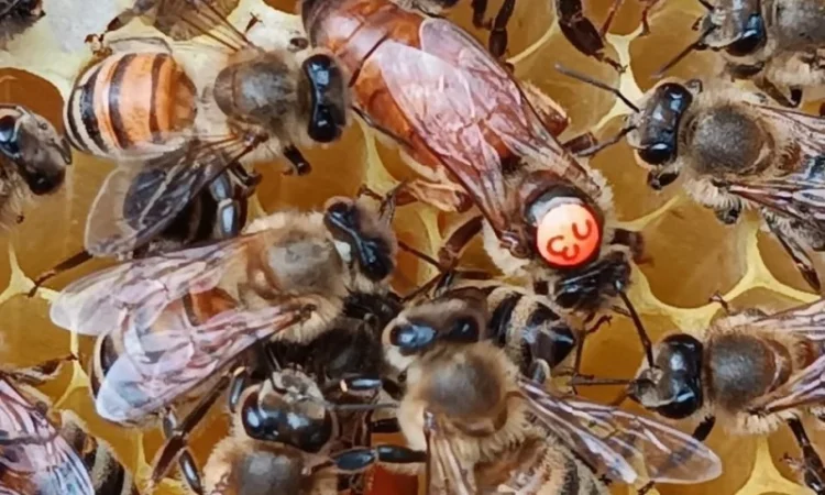 Матки Бакфаст - фото № 1