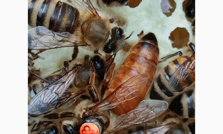 Матки Бакфаст - фото № 2