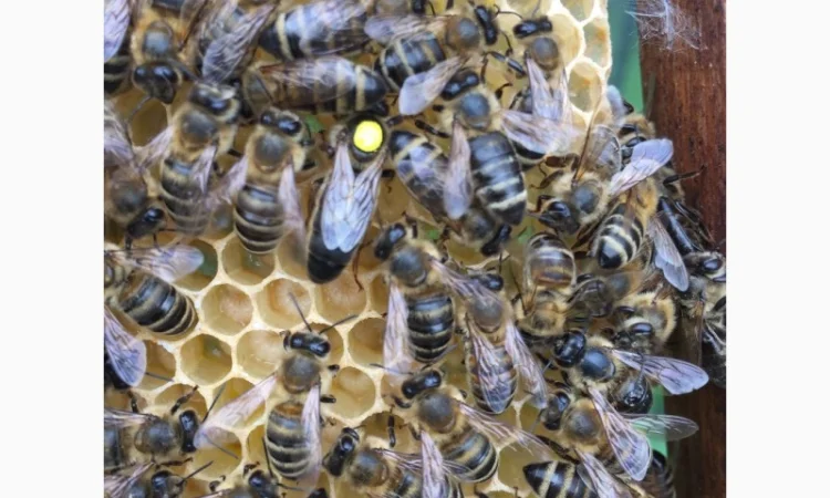 Матки Карпатка та КАРНІКА 2024 – Бджоломатки високої якості (Пчеломатка, Бджоломатка, Бджолині матки) - фото № 2