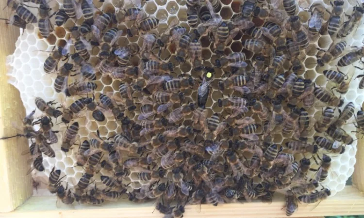 Матки Карпатка та КАРНІКА 2024 – Бджоломатки високої якості (Пчеломатка, Бджоломатка, Бджолині матки) - фото № 3