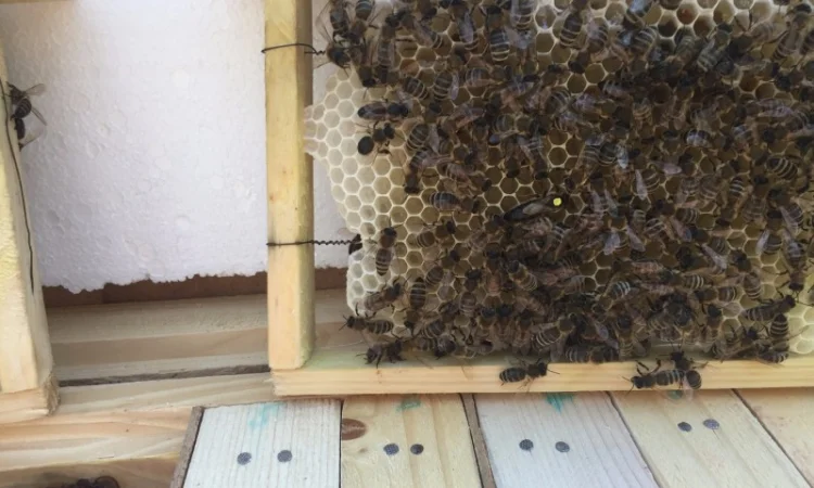 Матки Карпатка та КАРНІКА 2024 – Бджоломатки високої якості (Пчеломатка, Бджоломатка, Бджолині матки) - фото № 4