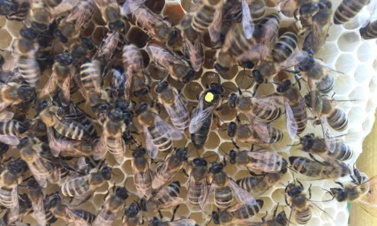 Матки Карпатка та КАРНІКА 2024 – Бджоломатки високої якості (Пчеломатка, Бджоломатка, Бджолині матки) - фото № 5