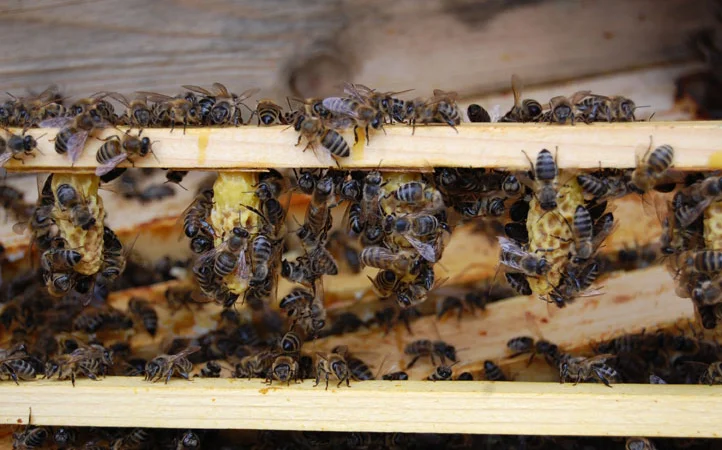 Матки Карпатка та КАРНІКА 2024 – Бджоломатки високої якості (Пчеломатка, Бджоломатка, Бджолині матки) - фото № 6