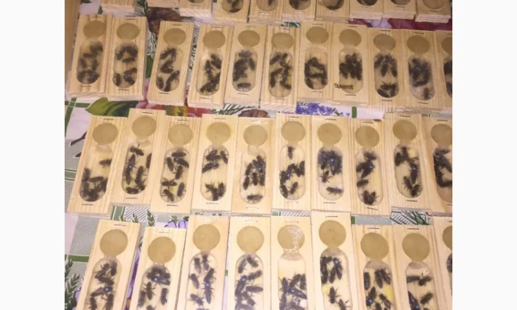 Матки Карпатка та КАРНІКА 2024 – Бджоломатки високої якості (Пчеломатка, Бджоломатка, Бджолині матки) - фото № 7