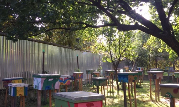 Матки Карпатка та КАРНІКА 2024 – Бджоломатки високої якості (Пчеломатка, Бджоломатка, Бджолині матки) - фото № 8