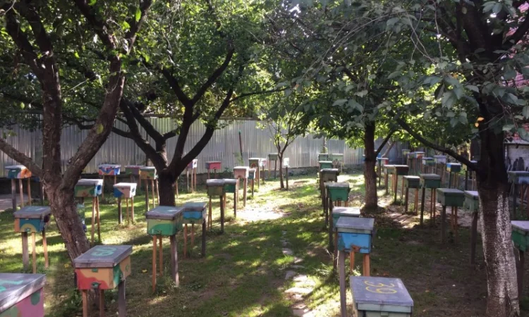 Матки Карпатка та КАРНІКА 2024 – Бджоломатки високої якості (Пчеломатка, Бджоломатка, Бджолині матки) - фото № 9