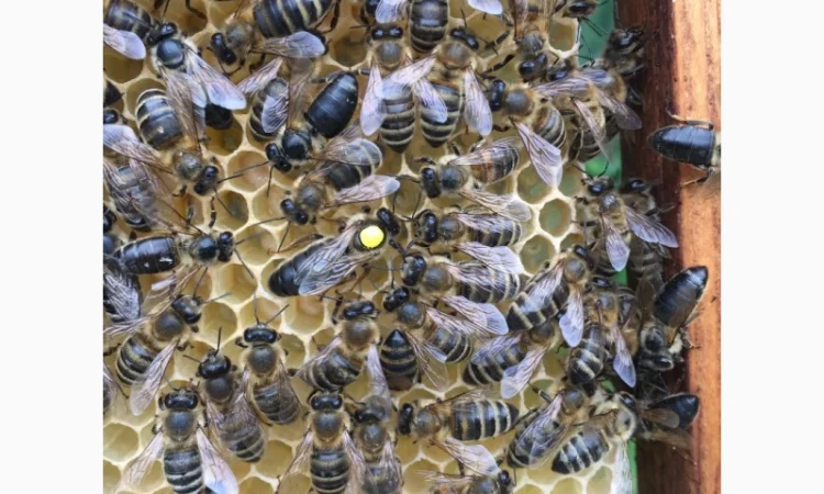 Матки Карпатка та КАРНІКА 2024 – Бджоломатки високої якості (Пчеломатка, Бджоломатка, Бджолині матки) - фото № 10