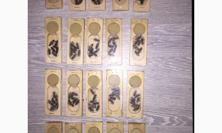 Матки КАРПАТКА та КАРНІКА 2024 року — плідні бджоломатки (бджолині матки, плодні матки) - фото № 11