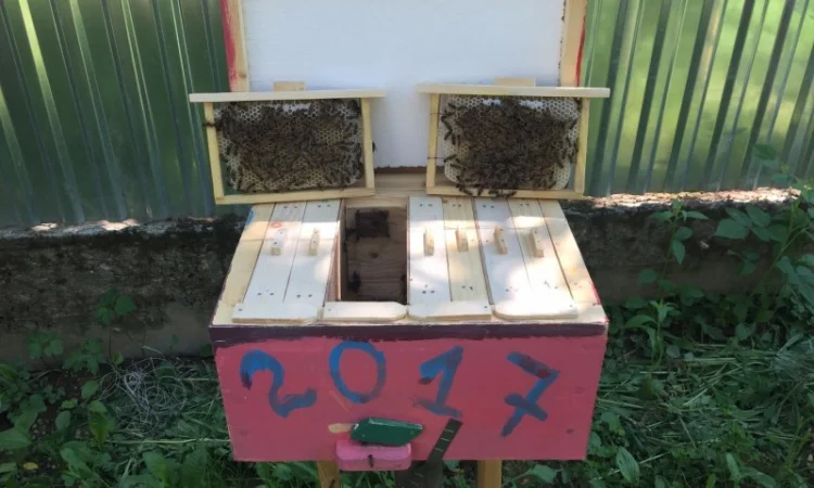 Матки КАРПАТКА та КАРНІКА 2024 року — плідні бджоломатки (бджолині матки, плодні матки) - фото № 3