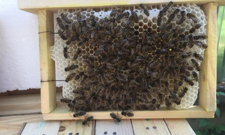 Матки КАРПАТКА та КАРНІКА 2024 року — плідні бджоломатки (бджолині матки, плодні матки) - фото № 4