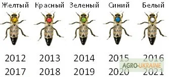 Матки КАРПАТКА та КАРНІКА 2024 року — плідні бджоломатки (бджолині матки, плодні матки) - фото № 12