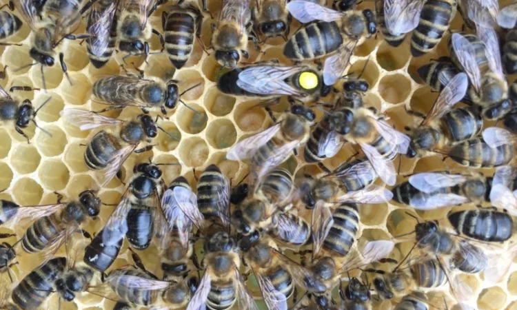 Матки КАРПАТКА та КАРНІКА 2024 року — плідні бджоломатки (бджолині матки, плодні матки) - фото № 6