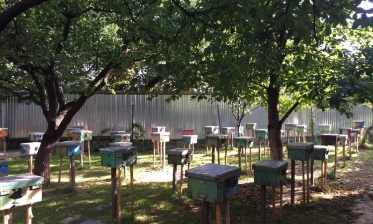 Матки КАРПАТКА та КАРНІКА 2024 року — плідні бджоломатки (бджолині матки, плодні матки) - фото № 13