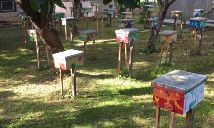 Матки Карпатки на продажу - фото № 14