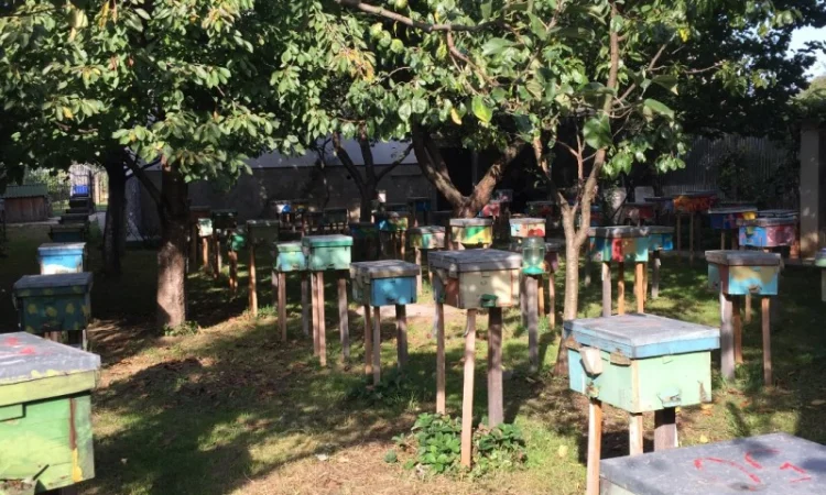 Матки КАРПАТКА та КАРНІКА 2024 року — плідні бджоломатки (бджолині матки, плодні матки) - фото № 14