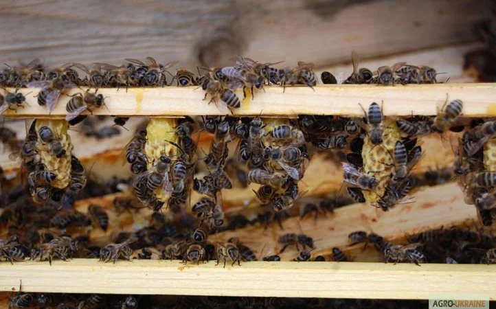 Матки КАРПАТКА та КАРНІКА 2024 року — плідні бджоломатки (бджолині матки, плодні матки) - фото № 9