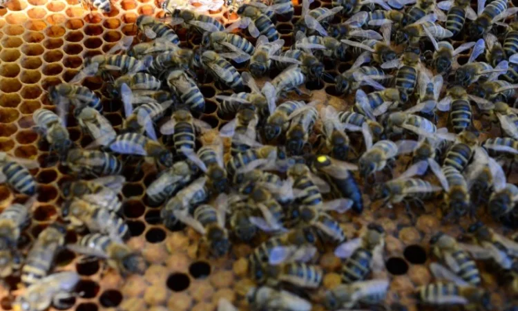 Матки КАРПАТКА та КАРНІКА 2024 року — плідні бджоломатки (бджолині матки, плодні матки) - фото № 8