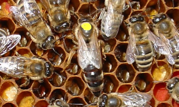 Матки КАРПАТКА та КАРНІКА 2024 року — плідні бджоломатки (бджолині матки, плодні матки) - фото № 1