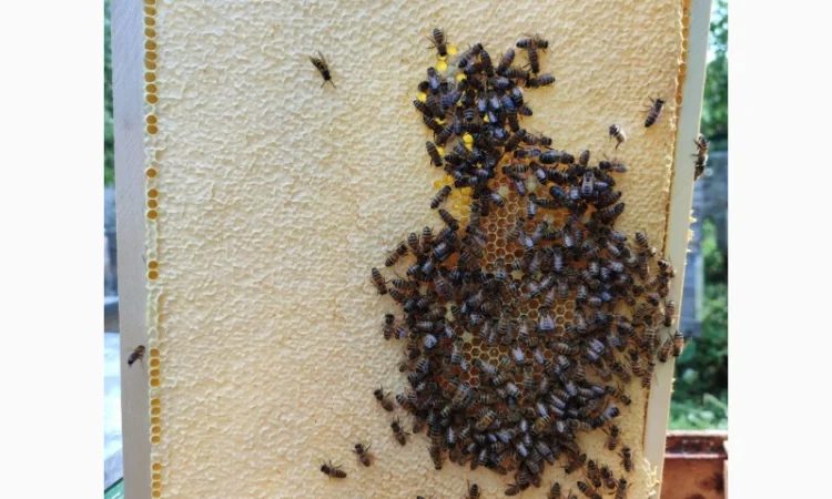 Продам плідних маток української степової породи та бджолопакети - фото № 3