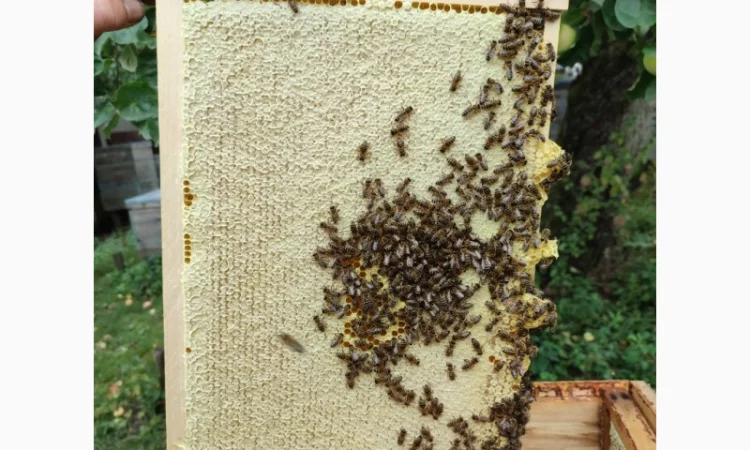 Продам плідних маток української степової породи та бджолопакети - фото № 4