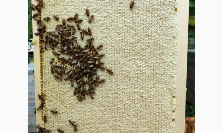 Продам плідних маток української степової породи та бджолопакети - фото № 5