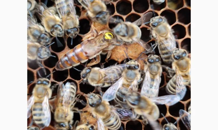 Продам плідних маток української степової породи та бджолопакети - фото № 6