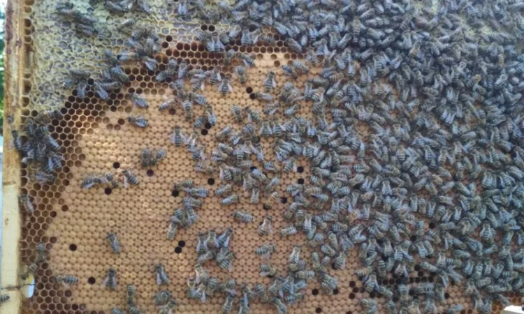 Продам плідних маток української степової породи та бджолопакети - фото № 7