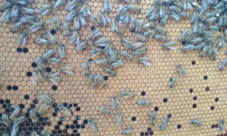 Продам плідних маток української степової породи та бджолопакети - фото № 8