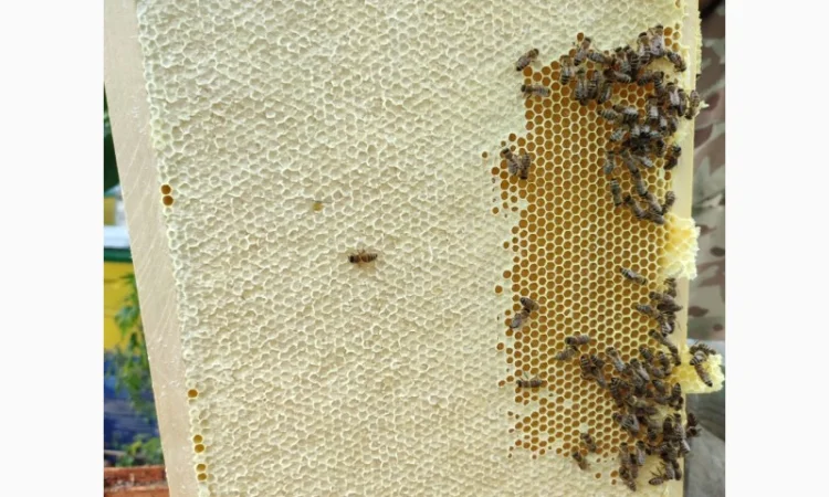 Продам плідних маток української степової породи та бджолопакети - фото № 1