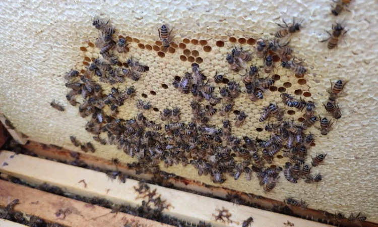 Продам плідних маток української степової породи та бджолопакети - фото № 2