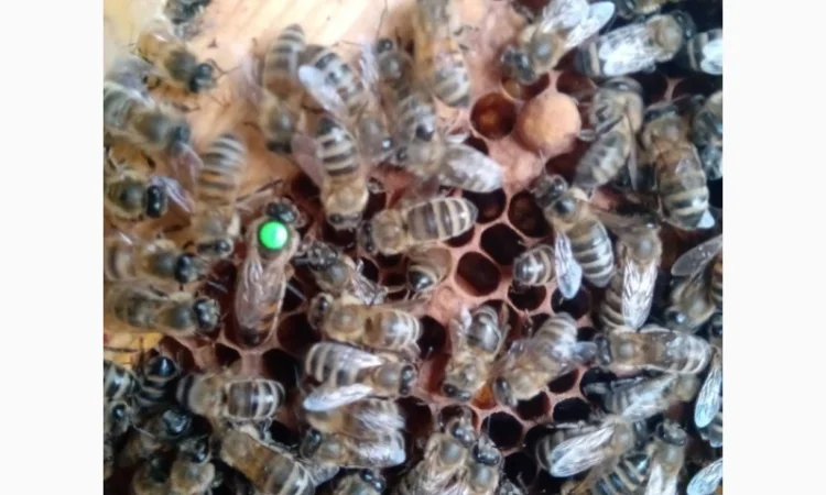 Плідні матки породи Карпатка з доставкою поштою - фото № 1