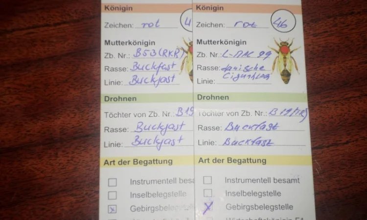 Пчеломатки Бакфаст на заказ на 2026 год - фото № 3