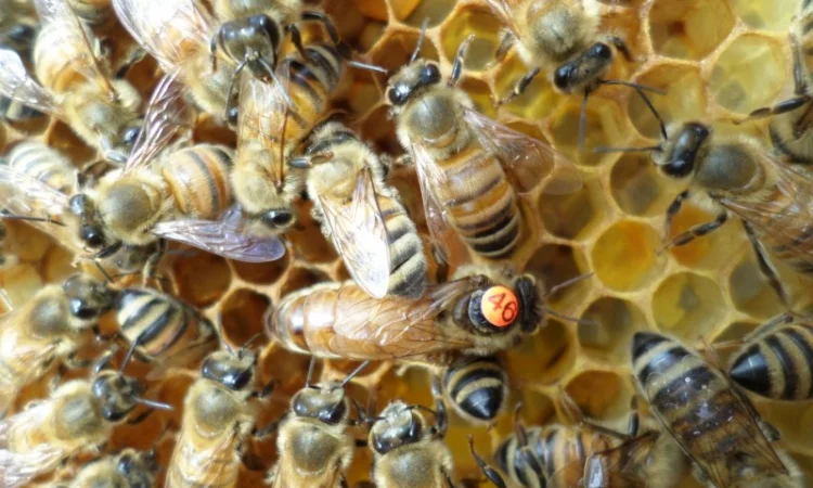 Пчеломатки Бакфаст на заказ на 2026 год - фото № 1