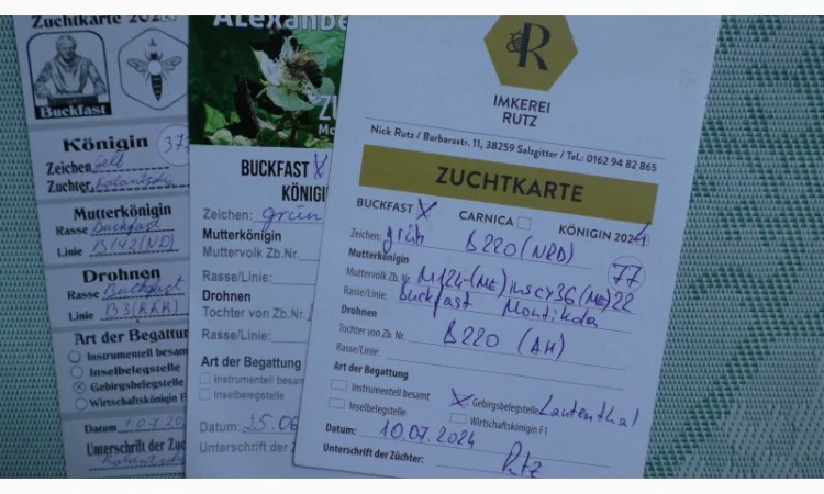 Пчеломатки Бакфаст на заказ на 2026 год - фото № 2