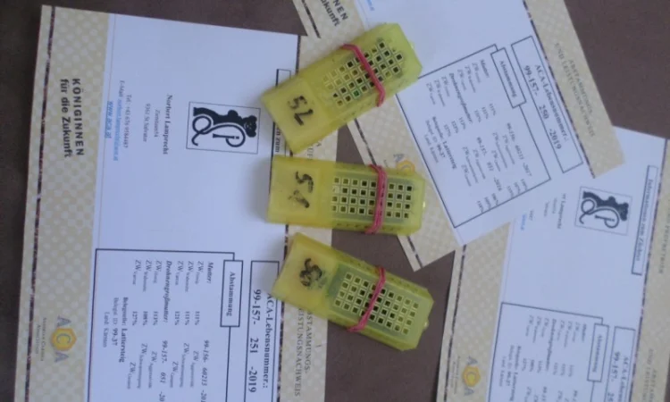 Пчеломатки породы Карника от племенного производителя - фото № 3