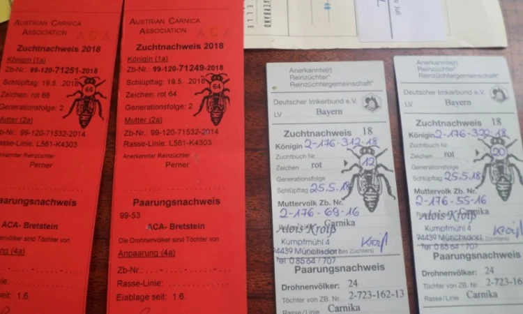 Пчеломатки породы Карника от племенного производителя - фото № 1