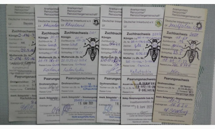 Пчеломатки породы Карника от племенного производителя - фото № 2