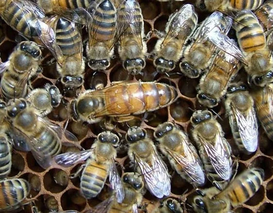 Королеви Бакфаст - фото № 1