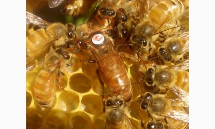 Продам бджоломатки штучного запліднення - фото № 1